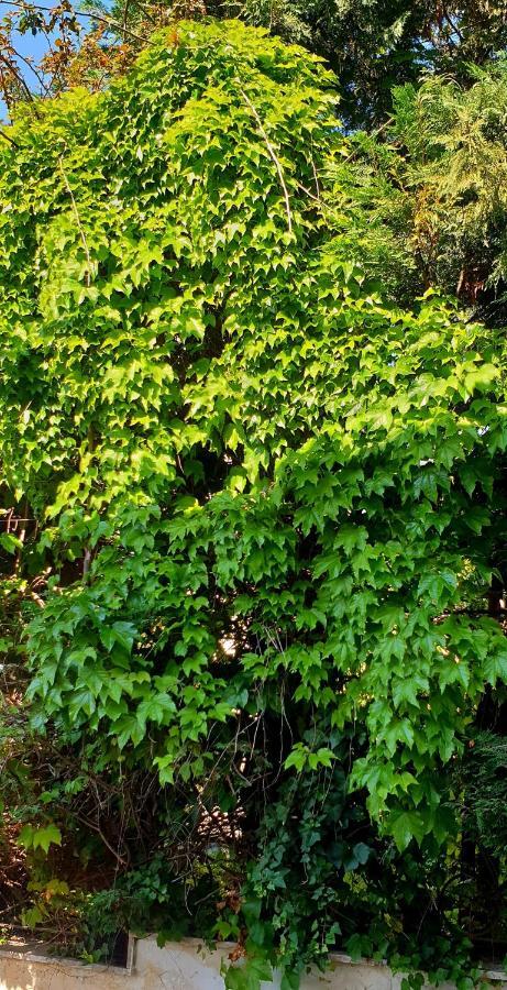 Quiet House Garden Naples-Pompei-Sorrento Βίλα Trecase Εξωτερικό φωτογραφία